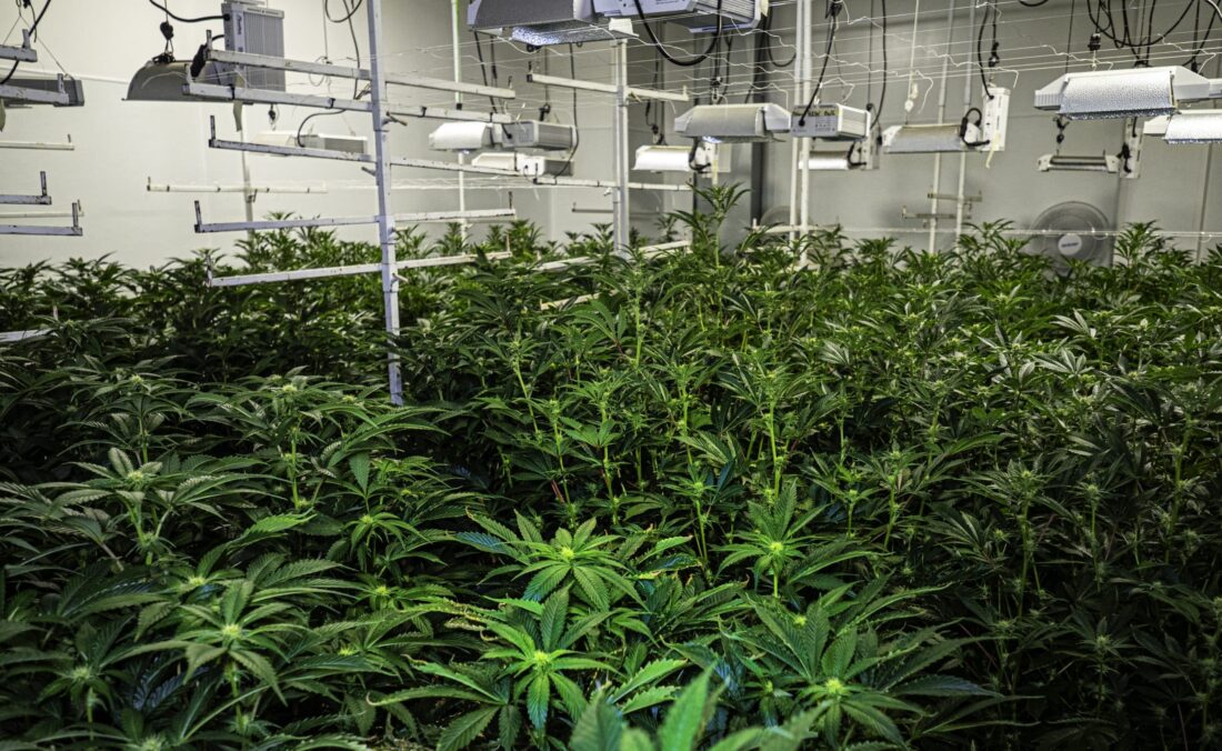 Indoor view of legal MMJ growhouse in Oklahoma.