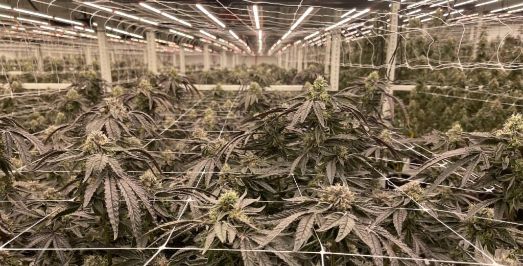 FR-Grow-1-1024×521