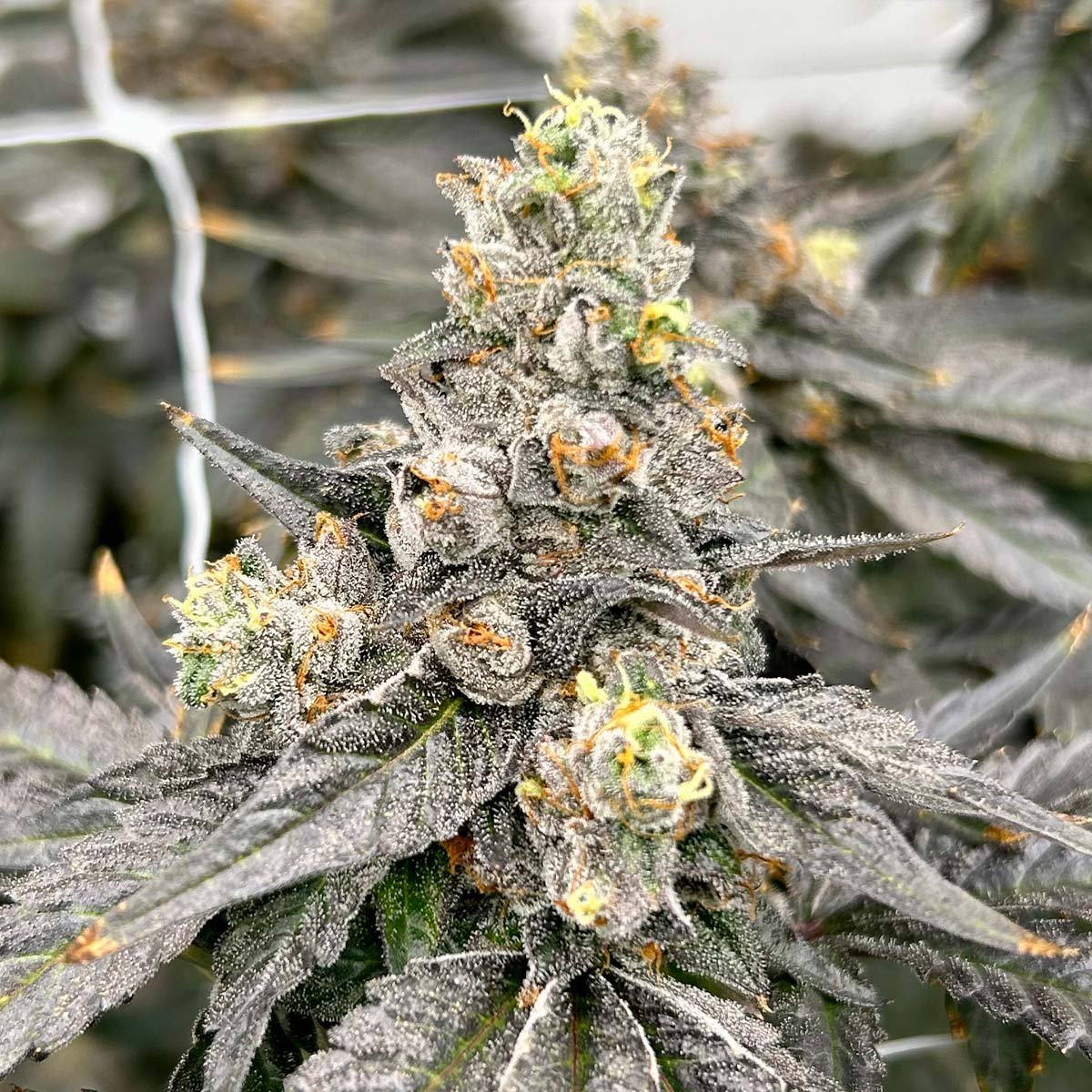 Black Cherry Gelato Flowering