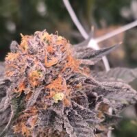 Black Cherry Gelato - Trim - Freedom Road