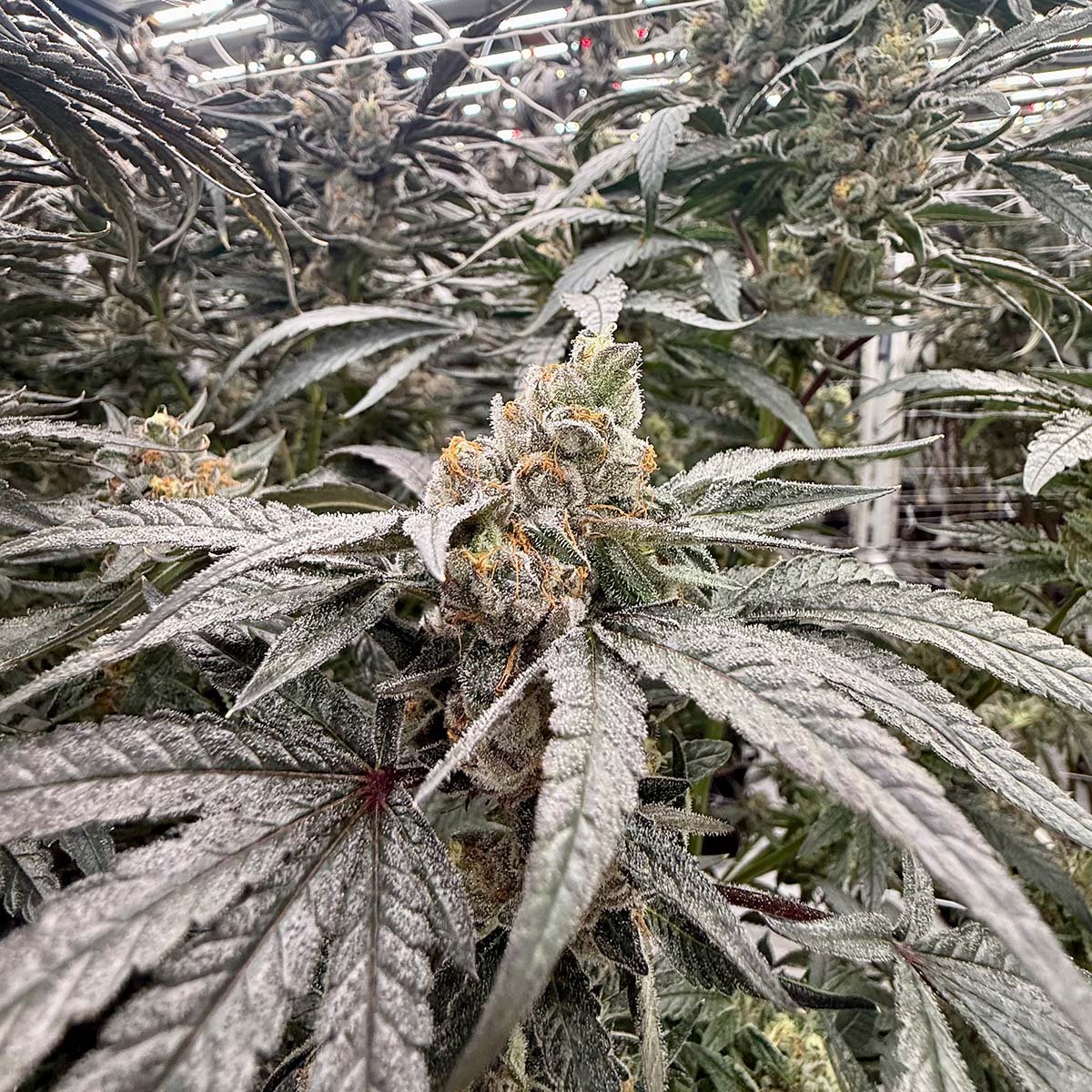 Cherry Bath flowering