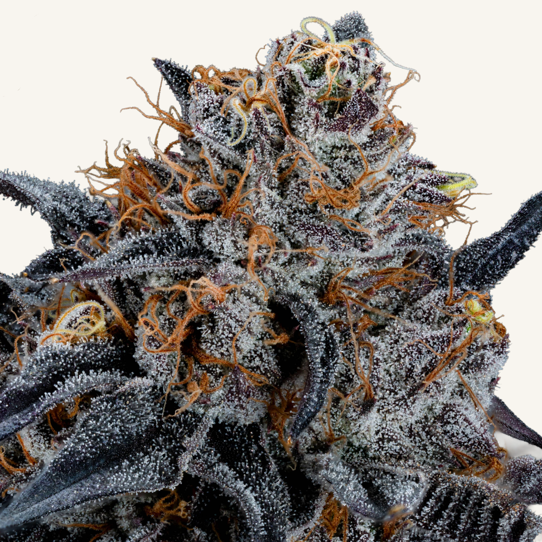 Freedom Road-5-Gelato 33 1