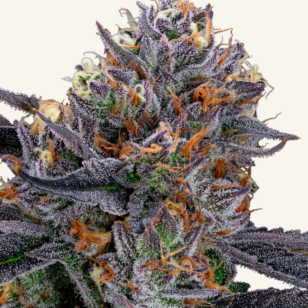 Freedom Road-7-Kosher Kush Breath 1