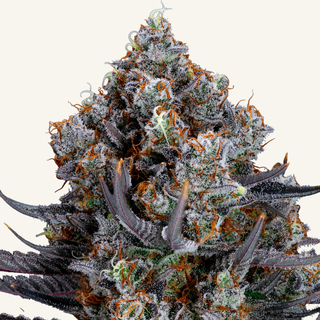 Freedom Road-9-Lemon G BX 1 (1)