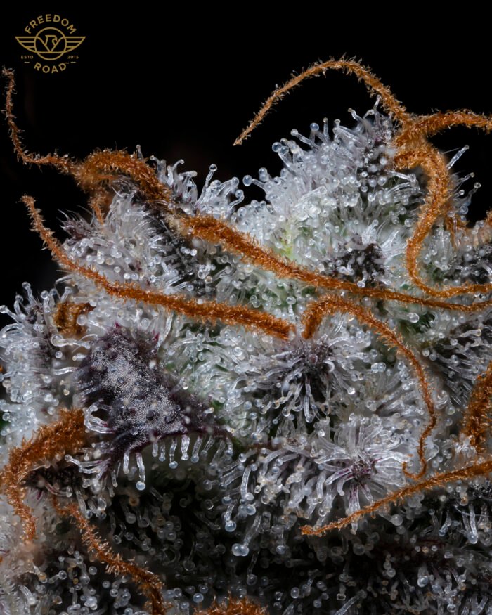 Lemon G - Image 5
