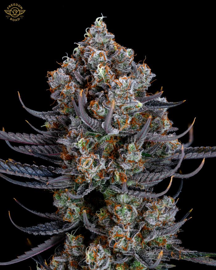 Lemon G - Image 2