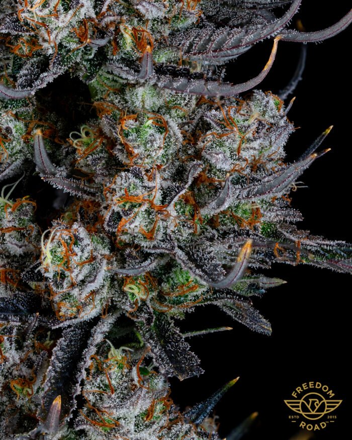 Lemon G - Image 3