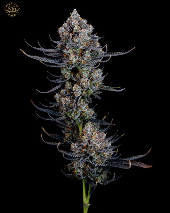 Lemon G - Image 4