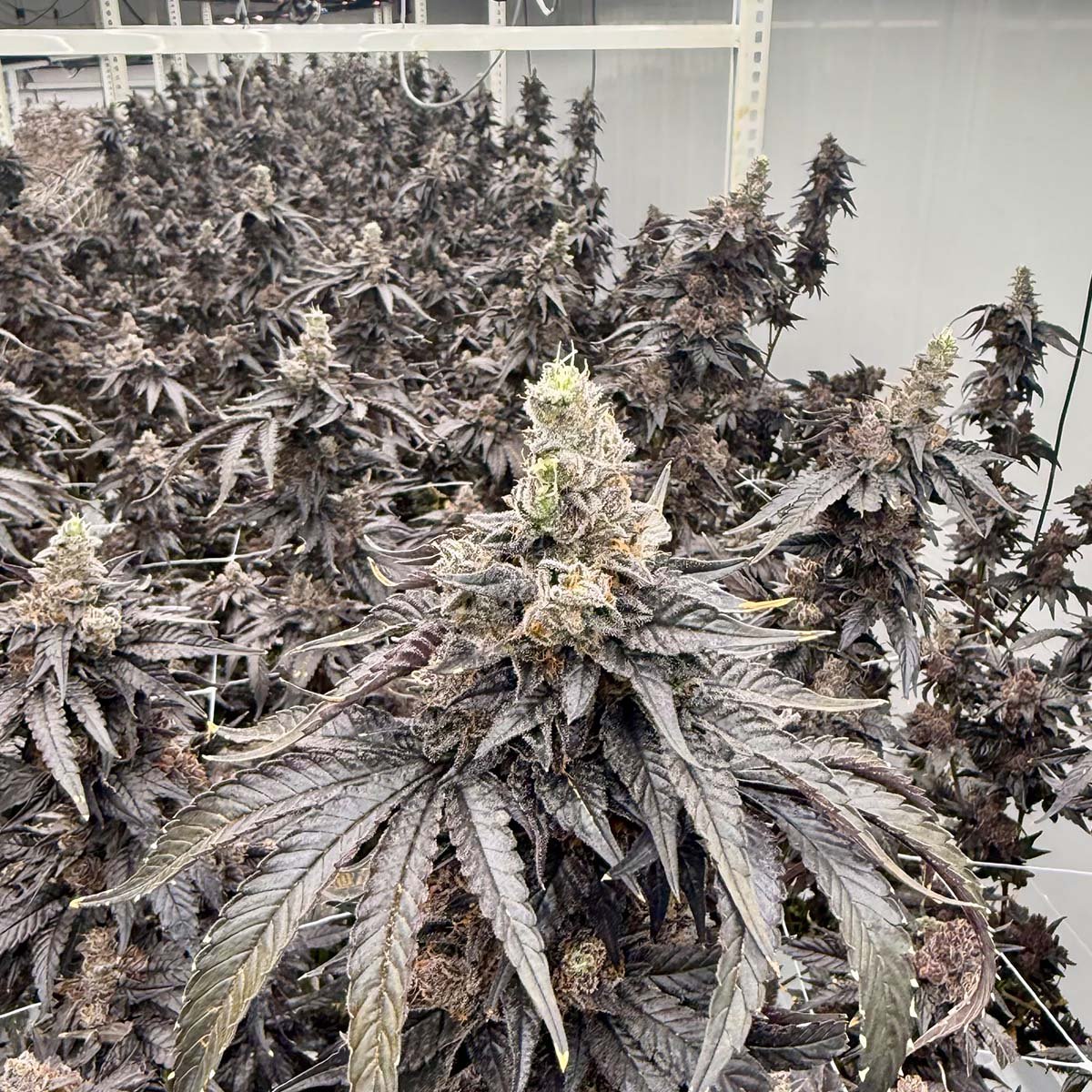 Lemon Cherry Bubblegum