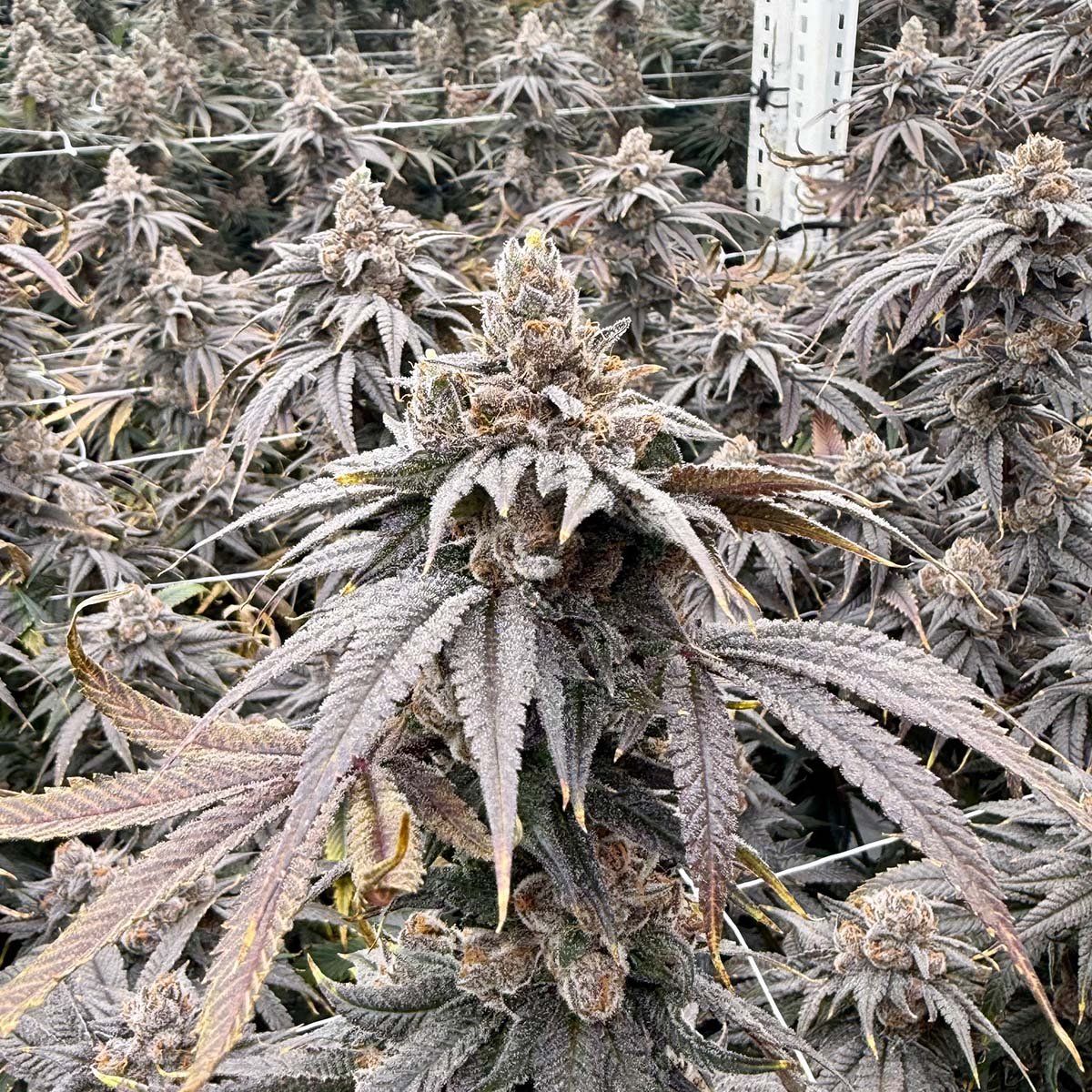 Tiki Sugar flowering