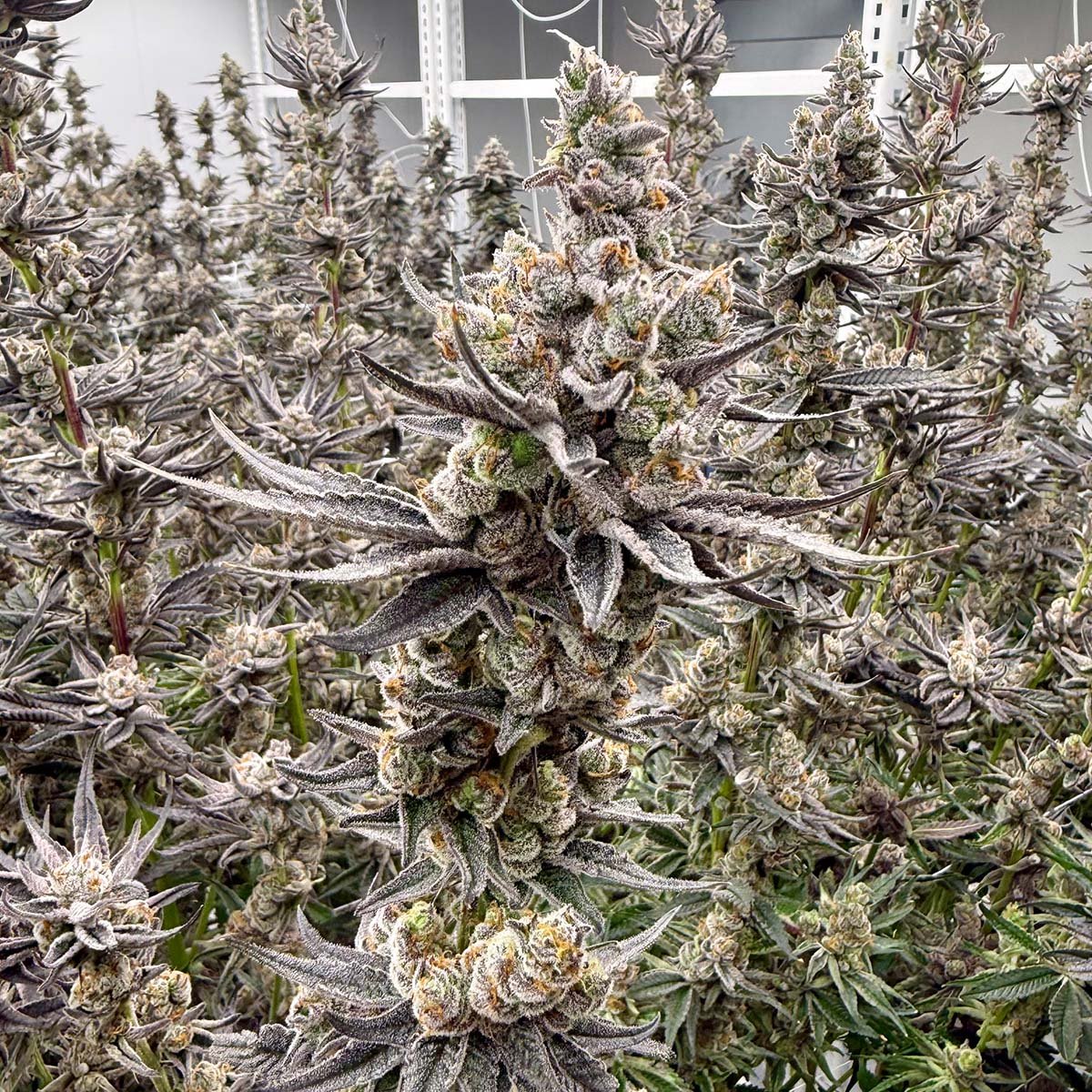 White Flamingo flowering